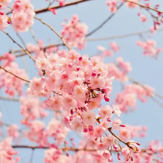 Spring