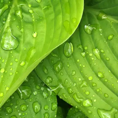Fresh Leaves
