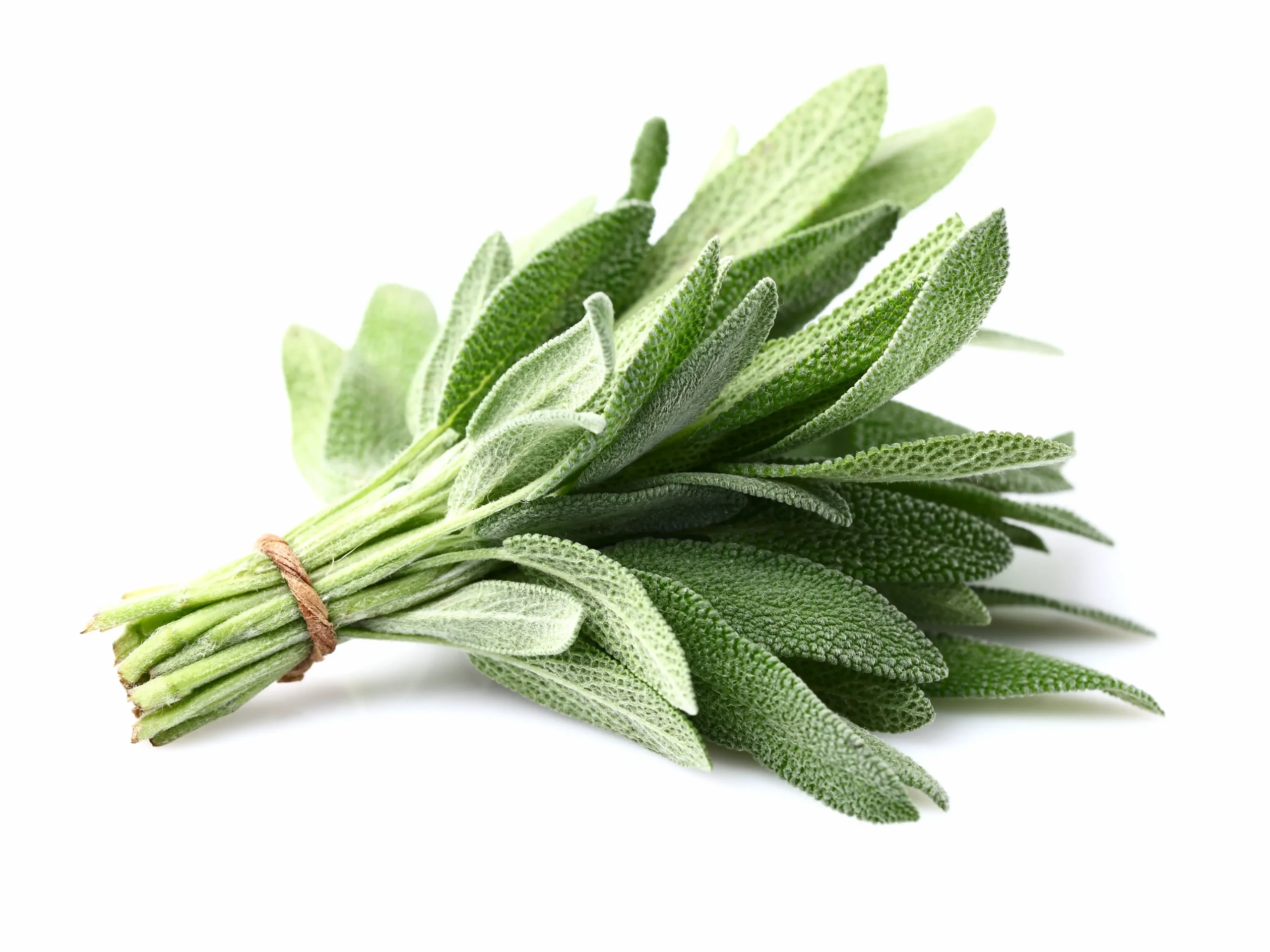 Silk & Sage Diffuser Oil - Image 3